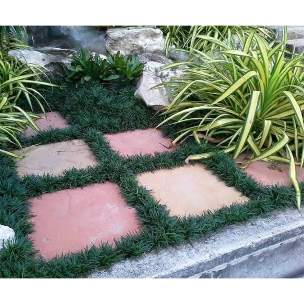 หญ้าหนวดปลาดุกแคระ​ .ปลูกง่าย จัดสวนในร่มทดแทนการปูหญ้า ไม้ประดับ​ สมุนไพร​ ต้นไม้ ฟอกอากาศ สวน จัดสวน แต่งบ้าน สวนครัว - รูปที่ 6