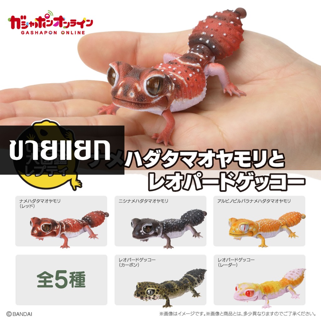 แยก Bandai Gashapon Ikimono Encyclopedia SMOOTH KNOB-TAILED GECKO  LEOPARD GECKO Complete set ตุ๊กแก