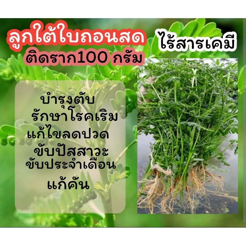 ต้นลูกใต้ใบเด็ดสด​ ส่งพร้อมราก​ ​สมุนไพรไทย​บำรุงตับ​ ผักสลัด​ เข้าตำรับยาพื้นบ้าน​ ดิน​ ปุ๋ย​ ​ไม  ต้นกล้า​ เมล็ดพันธุ์