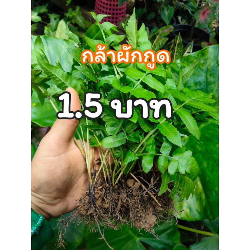 ต้นกล้าผักกูดสายพันธุ์ใต้แท้ ปลูกในกระถางได้ ต้นเล็ก โตไว ชุดละ 50 ต้น