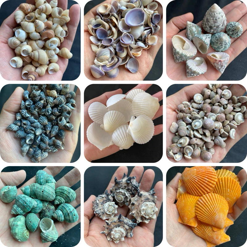 หอยธรรมชาติ DIY วัสดุสำหรับตกแต่งสวนและตู้ปลา 50g BEAUTIFUL SEASHELLS thumbnail 3