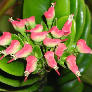 กิ่งพันธุ์ต้นนกน้อยนำโชค เรียกทรัพย์ เงินทอง เศรษฐีนิยมปลูก …