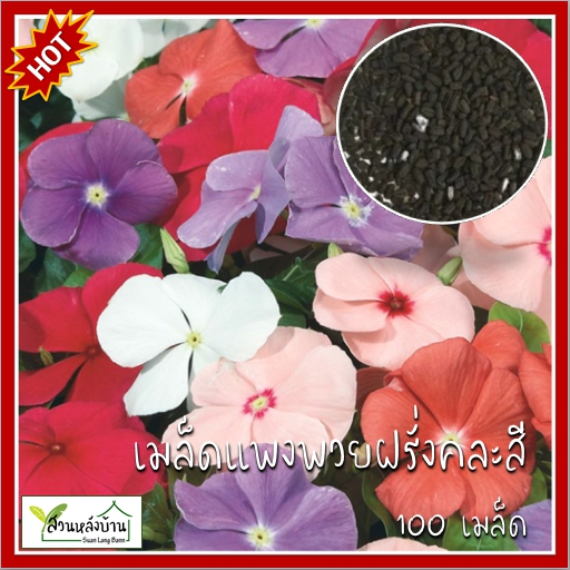 100 เมล็ด แพงพวยฝรั่งคละสี เมล็ดแพงพวยฝรั่งคละสี พังพวย เมล็ดพังพวย