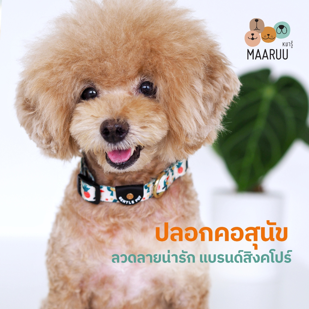 Gentlepup Dog Collar ปลอกคอสุนัข ปลอกคอหมา ปลอกคอสัญชาติสิงคโปร์