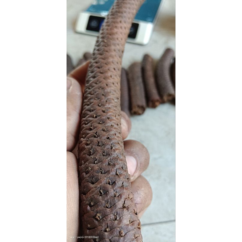 งวงตาลตัวผู้จากต้นตาลไม่จมน้ำจมโคลน 200g++ - รูปที่ 6