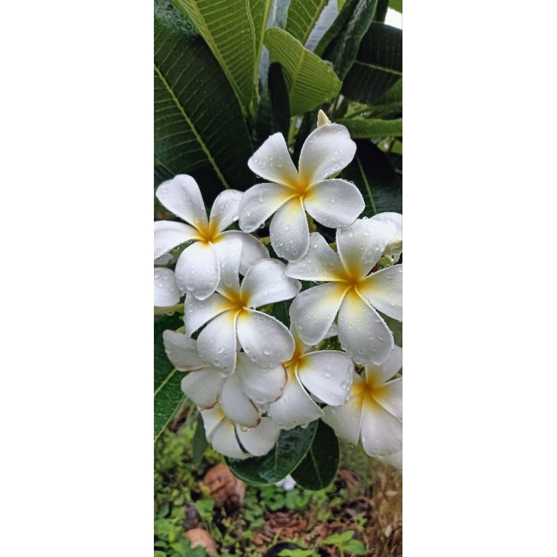 กิ่งพันธ์ลีลาวดี สีขาวพันธขาวพวงแบบตัดสดมีกลิ่นหอมมาก ดอกเป็นพวงขาย3กิ่ง69฿