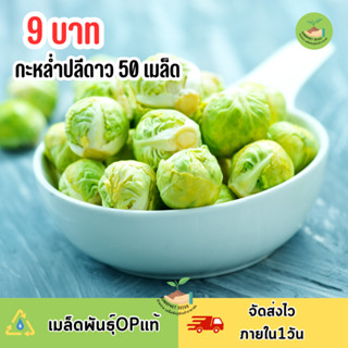 9บาท กะหล่ำปลีดาว 50 เมล็ด