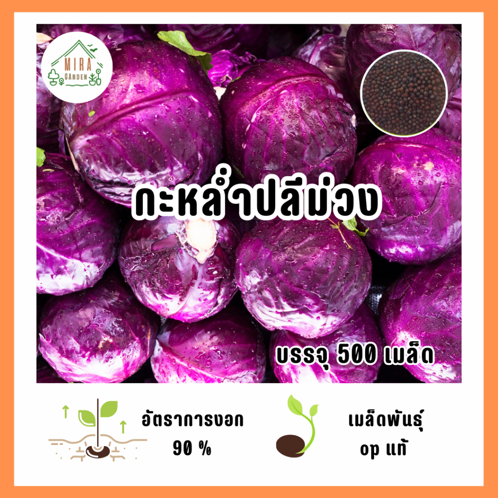 เมล็ดพันธุ์ กะหล่ำปลีม่วง บรรจุ 500 เมล็ด
