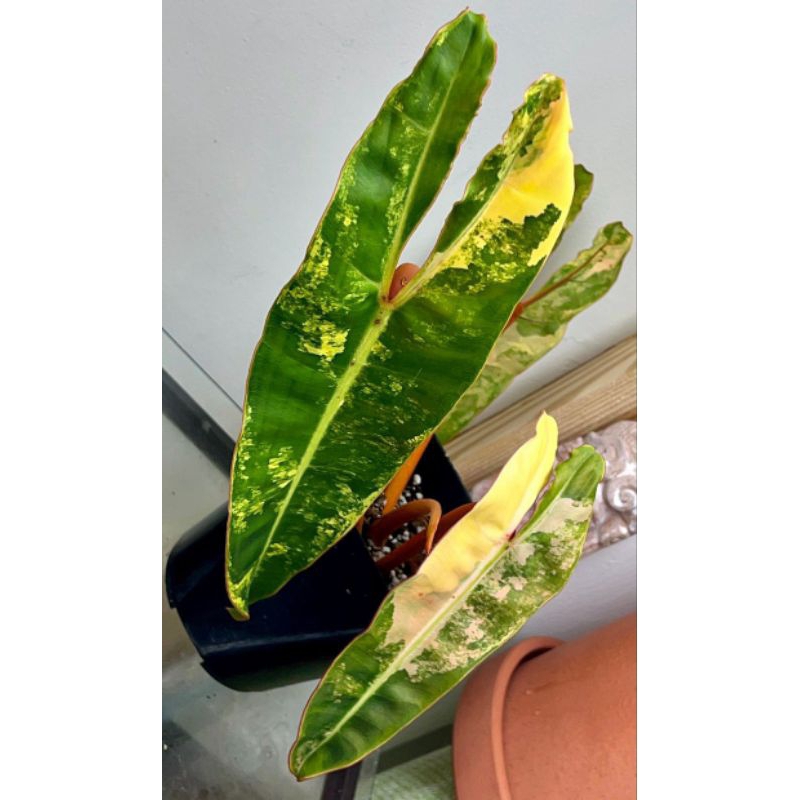 Philodendron Billietiaeด่างเหลืองหลากสีขายแบบข้อตัดสดข้อขนาดใหญ่ตัดชำส่งในถ้วยอบอย่างดี