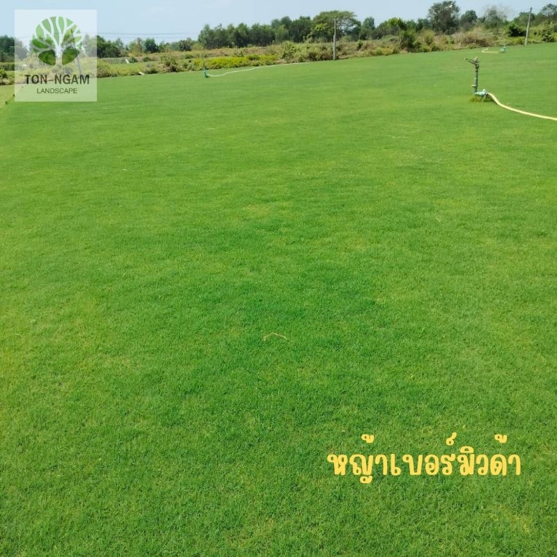 หญ้าเบอร์มิวด้า 1 ตรม. มีสองแผ่น หญ้าสวย ตัดจากไร่สด