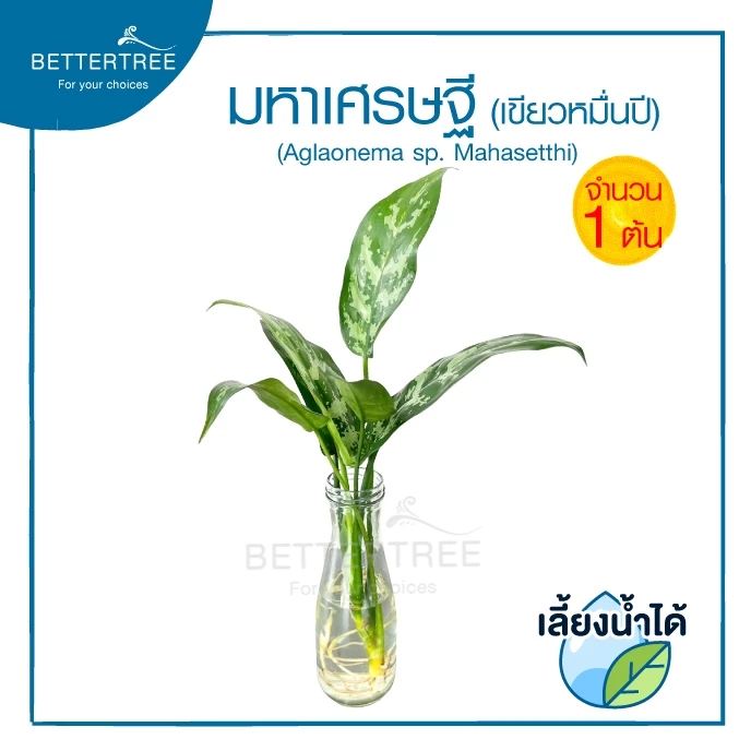 มหาเศรษฐี ต้นใหญ่(จำนวน 1 ต้น) เลี้ยงน้ำได้ Aglaonema ต้นไม้มงคล ต้นไม้ฟอกอากาศ ต้นไม้ plant