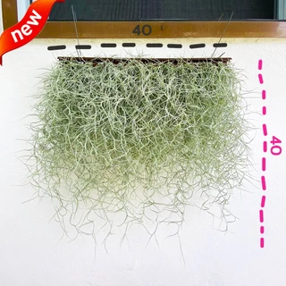 ม่านเคราฤาษีสำเร็จพร้อมแขวน หนวดฤาษี มอสสเปน (Spanish Moss) กว้าง40เซน ไม้แขวนบังแดด ไม้ฟอกอากาศ