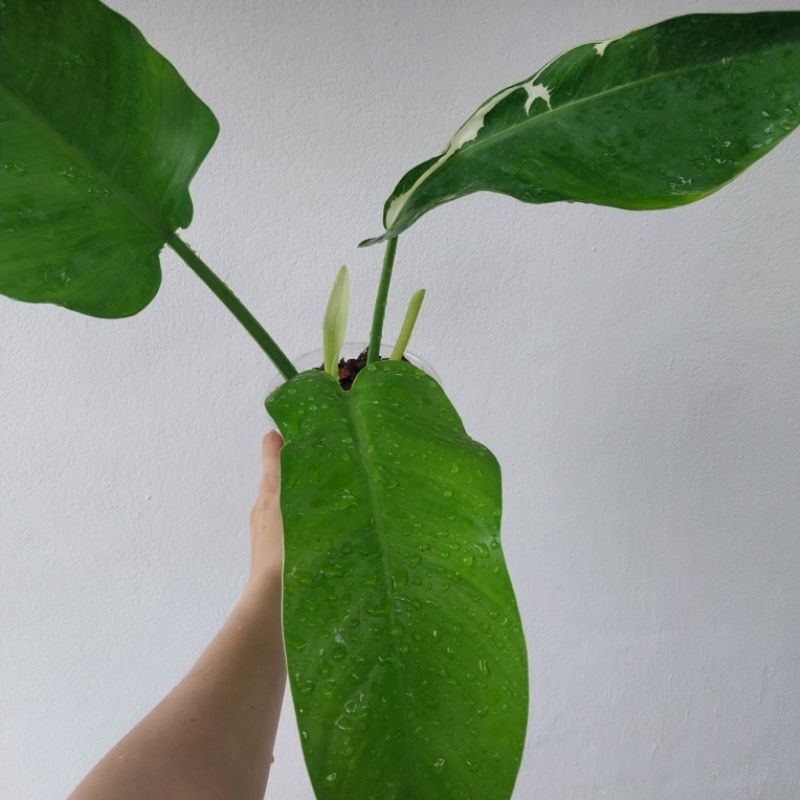 Philodendron florida beauty variegated cross Philodendron red moon ไม้ด่างไฮบริด หายาก ได้ต้นตามภาพ