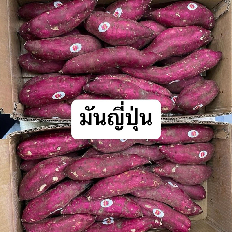 มันหวานญี่ปุ่น-เนื้อเหลือง (นำเข้า) ราคาขึ้นลงตามราคาตลาด