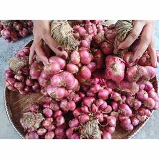 หอมแดง คัดคุณภาพดี ของใหม่ มัดจุก หัวสวย 500-1000 กรัม