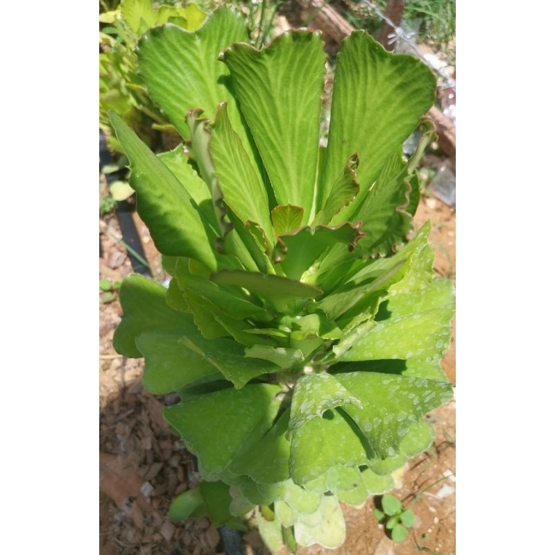 หัวใจนาคราชเขียวEuphorbia poissonii ต้นไม้อวบน้ำ​ สกุลยูโฟเบีย (Euphorbia)  เป็นต้นไม้ที่อยู้ในวงศฺกระบองเพชร​