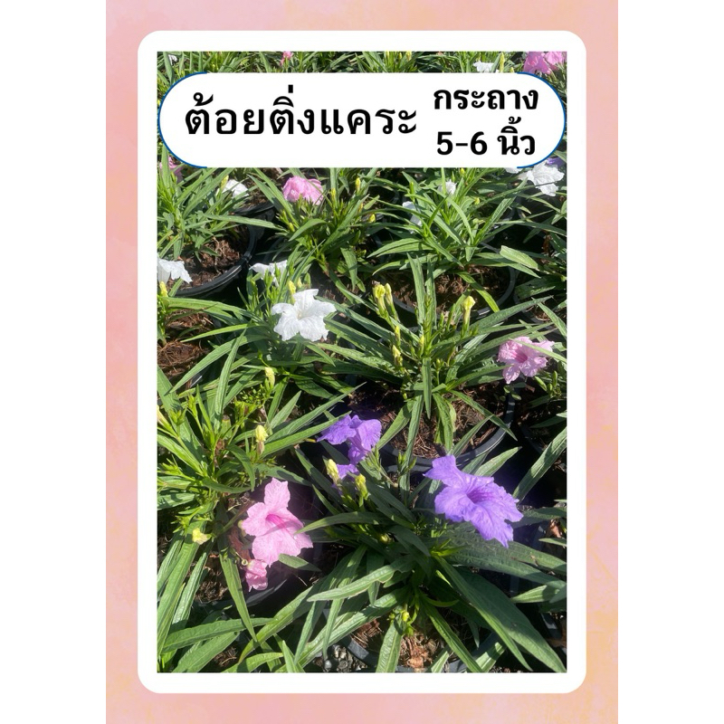 ต้นต้อยติ่งแคระ ฟ้าประทานพร ต้อยติ่งฝรั่ง ต้อยติ่งเทศ เลี้ยงง่าย ออกดอกเก่ง ทนแดด กระถาง6นิ้ว