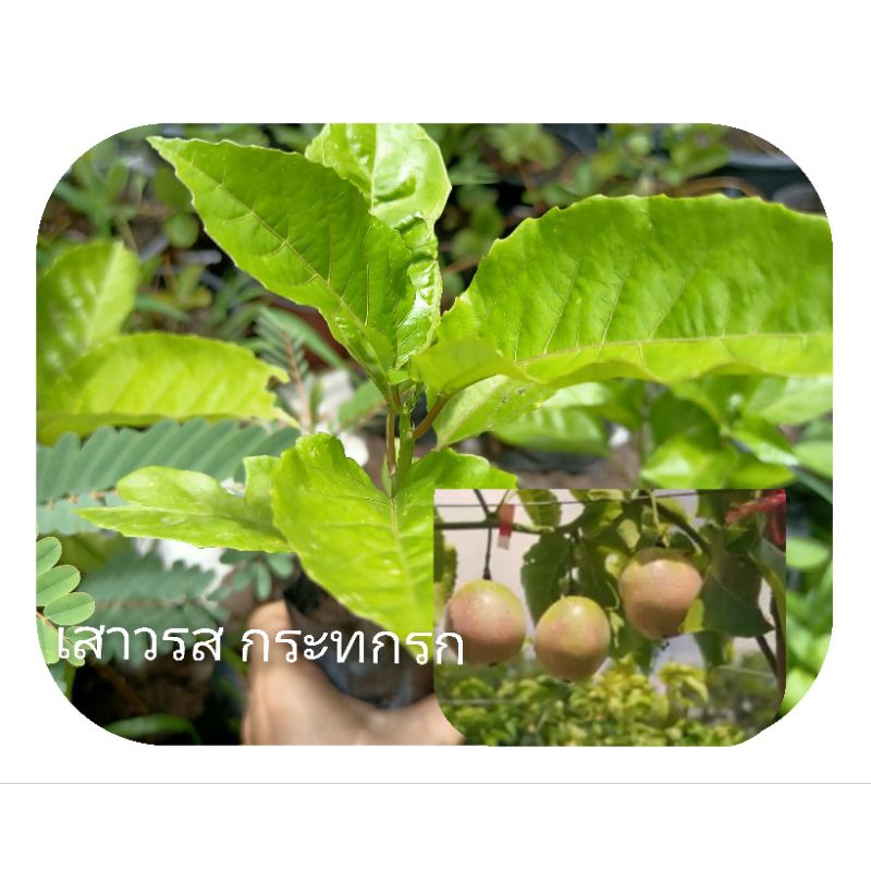 ต้นเสาวรสกระทกรกผลไม้ให้วิตามินซีสูงเพาะเมล็ดในถุงชำ