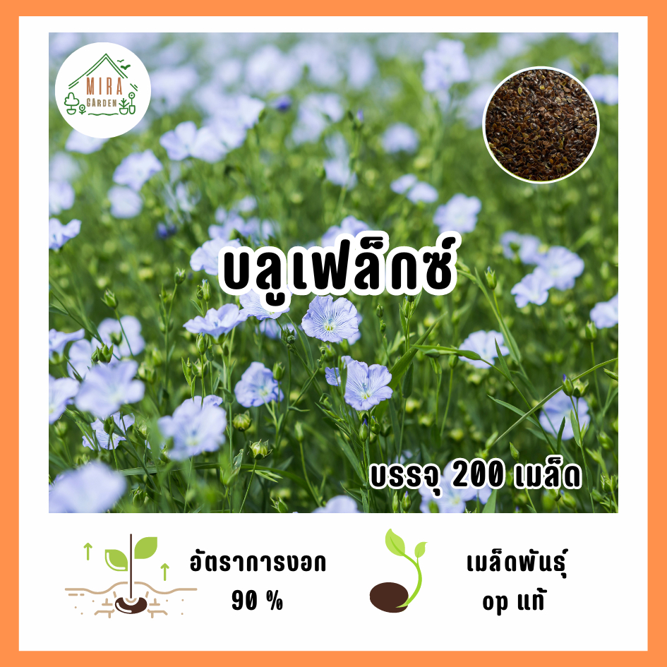 เมล็ดพันธุ์ ดอกบลูเฟล็กซ์ บรรจุ 200 เมล็ด