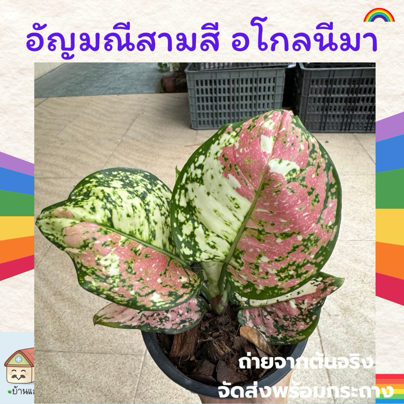 ต้นอัญมณีสามสี อโกลนีมาใบลายผสม 3 สี แพคจัดส่งพร้อมกระถางขนาด 5-6 นิ้ว