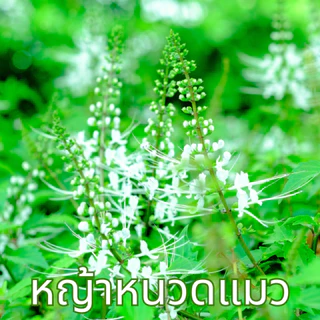 ชาหญ้าหนวดแมว (Cat’s whiskers) ตราไร่กฤติยา - ไม่มีน้ำตาลและคาเฟอีน กลิ่นหอม ดื่มง่าย