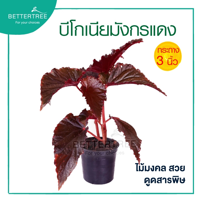 บีโกเนียมังกรแดง กระถาง 3 นิ้ว ไม้ในร่ม ไม้ฟอกอากาศ ไม้มงคล
