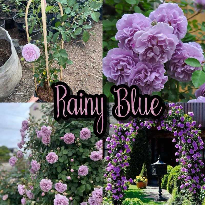 กุหลาบเลื้อย สีม่วง 💜Rainy Blue