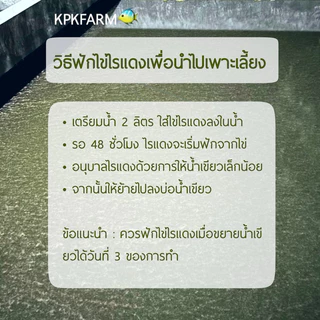 KPK ไข่ไรแดงมาโครโคปา Macrocopa (แคปซูล 0.2 กรัม)