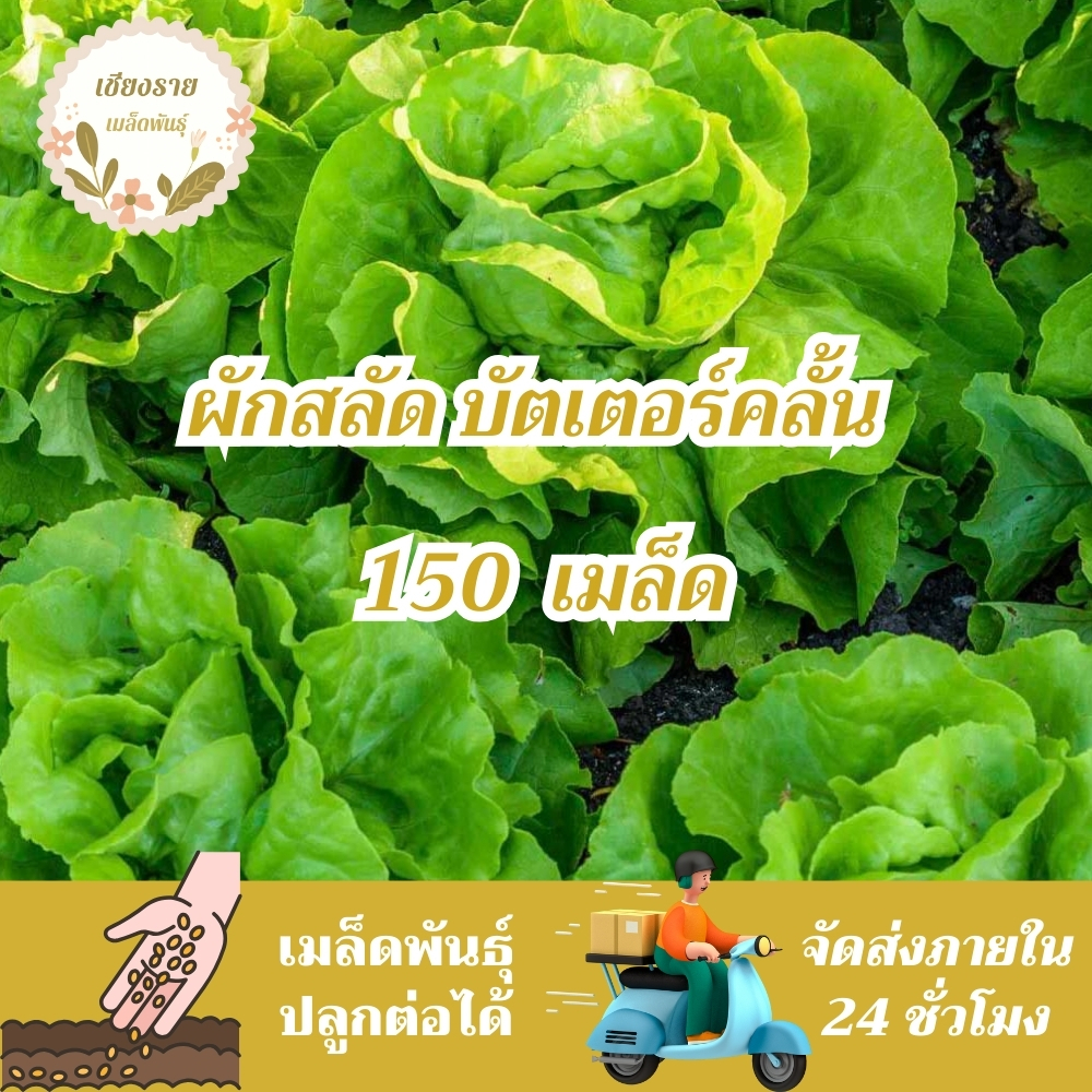 เมล็ดพันธุ์ ผักสลัด บัตเตอร์คลั้น 150 เมล็ด Buttercrunch Lettuce Seed เมล็ดพันธุ์แท้100% นำเข้าจากต่างประเทศ