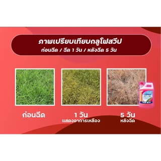 กลูโฟสวีป ยาฆ่าหญ้าทุกชนิด สารกำจัดวัชพืชสูตรเผาไหม้ น้ำสีชมพู เร็ว แรง ตายเรียบ