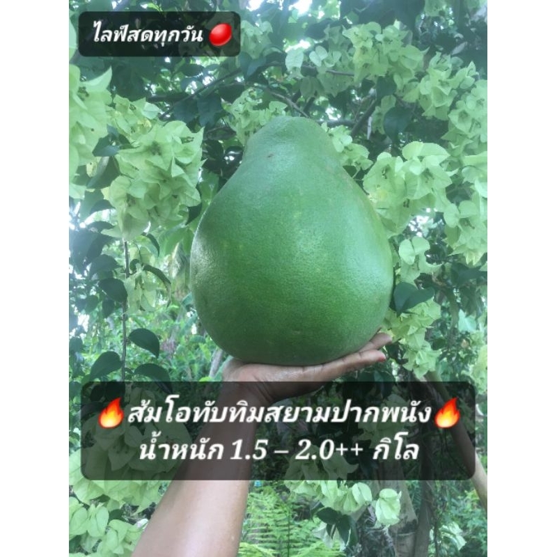 ส้มโอทับทิมสยาม ปากพนัง ขนาด 1.5 – 2.0+++ หวาน แดง ผิวสวย