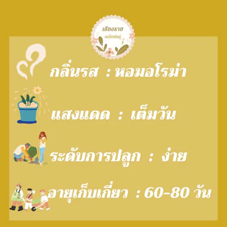เมล็ดพันธุ์ พาร์สเลย์ มอสเคิร์ล 30 เมล็ด Moss Curled Parsley Seed เมล็ดพันธุ์แท้ นำเข้าจากต่างประเทศ ปลูกผัก สวนครัว