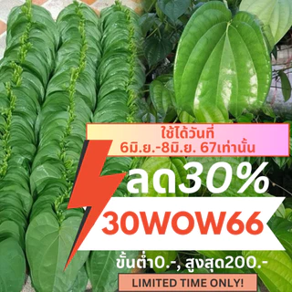ใบพลูกินหมาก ใบพลูเขียวใต้ ชุด 1Kg พลูท่าแคพัทลุง พลูร่มเมือง พลูกินหมากจำนวน เก็บสดจากสวนทุก (เคลมฟรี)
