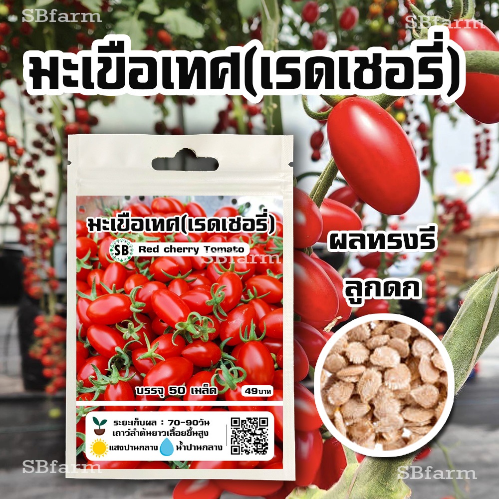เมล็ดมะเขือเทศเรดเชอรี่(ทรงรี) – Red cherry Tomato [50 เมล็ด/ซอง]  // ผลทรงรี สีแดงสด ผลดกเยอะ