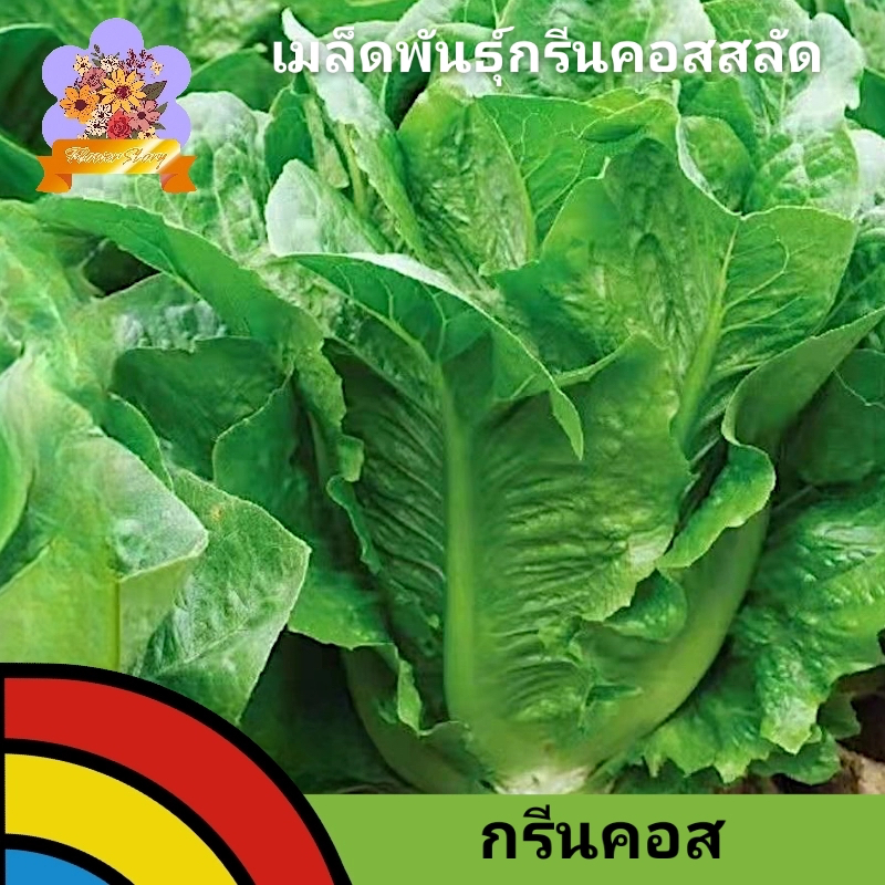 โปรฯส่งฟรี เมล็ดพันธุ์กรีนคอสสลัด 500 เมล็ด เมล็ดพันธุ์นำเข้า เมล็ดพันธุ์เกรดพรีเมี่ยม เมล็ดพันธุ์ผักสลัด ประกันการงอก