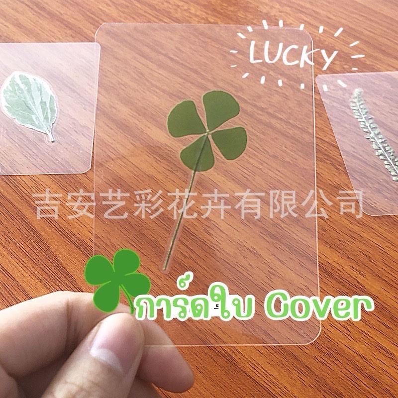 การ์ดใบ Cover ใบโคเวอร์ ใบไม้แห่งความโชคดี