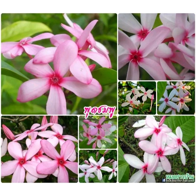 ดอกพุดสีชมพูกลิ่นหอมหายาก1ต้นประมาณ15-20ซม