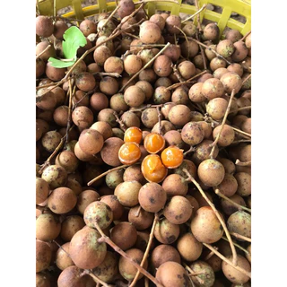 🍑บักค้อ ผลไม้พื้นบ้านน้ำหนัก1กิโลกรัม