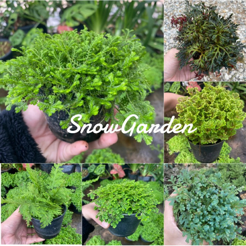 รวม เฟิร์น กนกนารีปีกสกุณา   เฟิร์นกนกนารี เฟิร์นปีกนก อินโดเลื้อย หางนกยูง ไม้ฟอกอากาศ  พร้อมกระถาง4นิ้ว