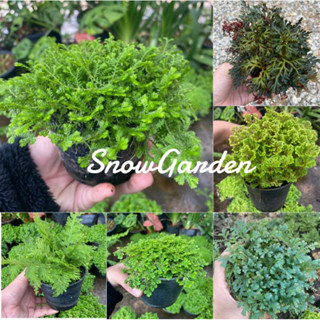 รวม เฟิร์น กนกนารีปีกสกุณา 🪴 เฟิร์นกนกนารี เฟิร์นปีกนก อินโด…