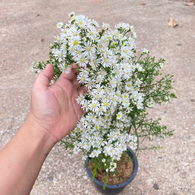 คัตเตอร์ สีขาว ดอกเล็กน่ารักๆ ขนาด 8 นิ้ว (ส่งติดดอก) ใช้จัดช่อดอกไม้ แจกัน ตกแต่งบ้าน ดอกคัตเตอร์