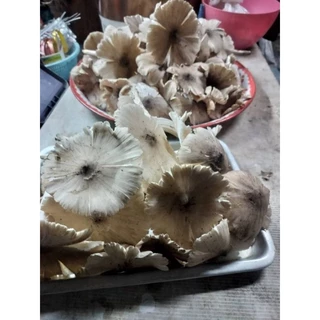 เชื้อเห็ดโคน ทำจากจาวปลวก ดอกใหญ่ราดเชื้อได้ทั้งปี ถูกที่สุด เก็บเห็ดจริงมีคลิปยูทูปช่องฟาร์มตานายาย มีวิธีเพาะให้ ง่ายๆ