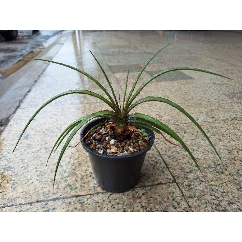 Dyckia estevasii สับปะรดหนาม กุ้ง เคาะดินส่งเฉพาะไม้
