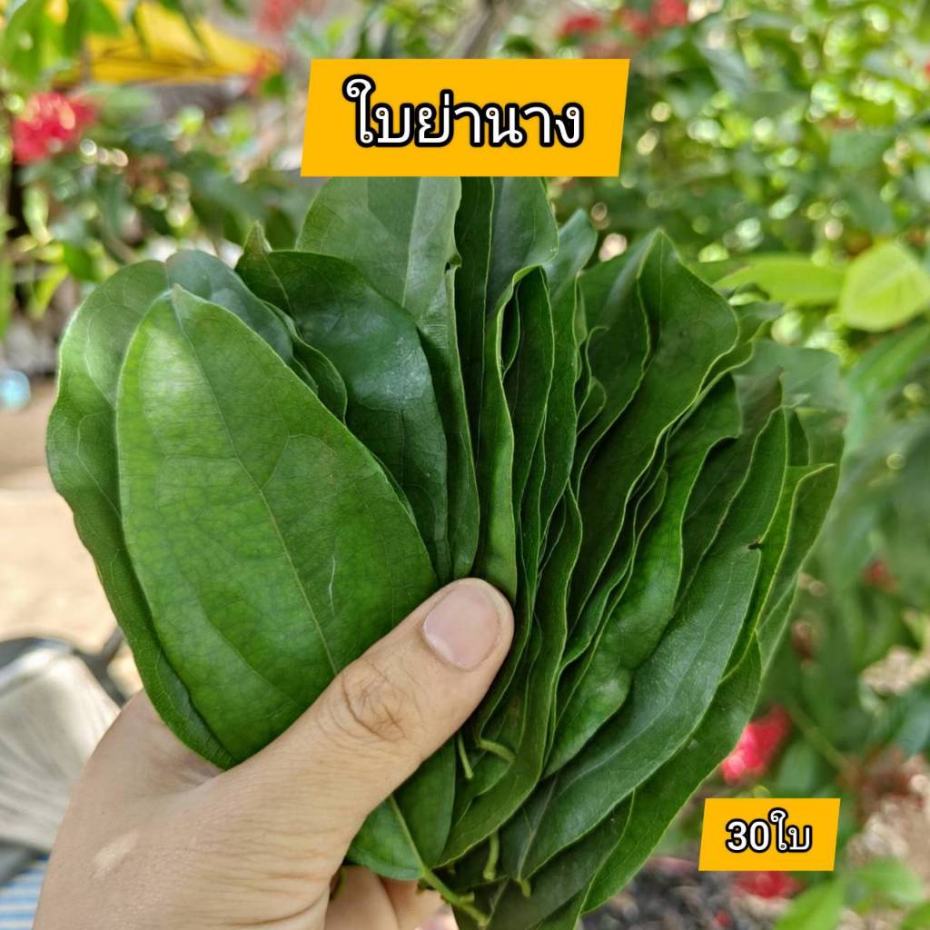 ใบย่านาง ออแกนิค (30ใบ) ไร้สารเคมี เก็บสด จัดส่งทุกวัน