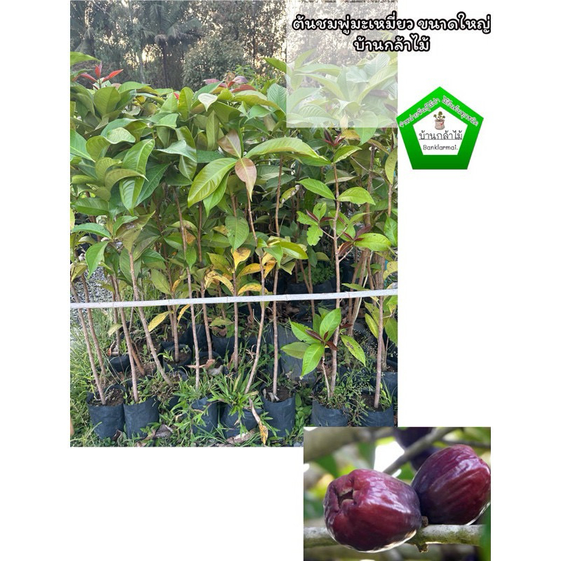 ต้นชมพู่มะเหมี่ยว ต้นใหญ่มากๆ ต้นแข็งแรง 🌿 สินค้าเสียหาย แจ้งทางร้านได้เลยจ้า