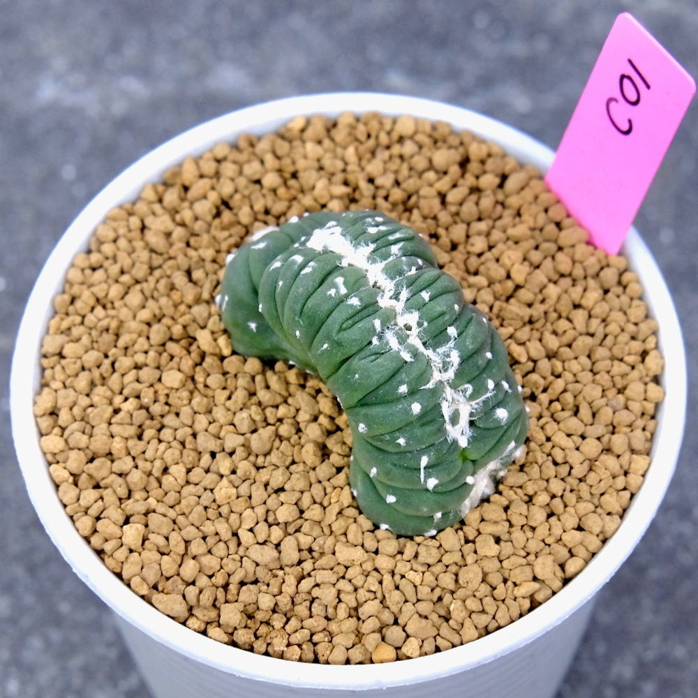 Astrophytum Asterias Cristata - แอสโตรไฟตัม แอสทีเรียส คริส