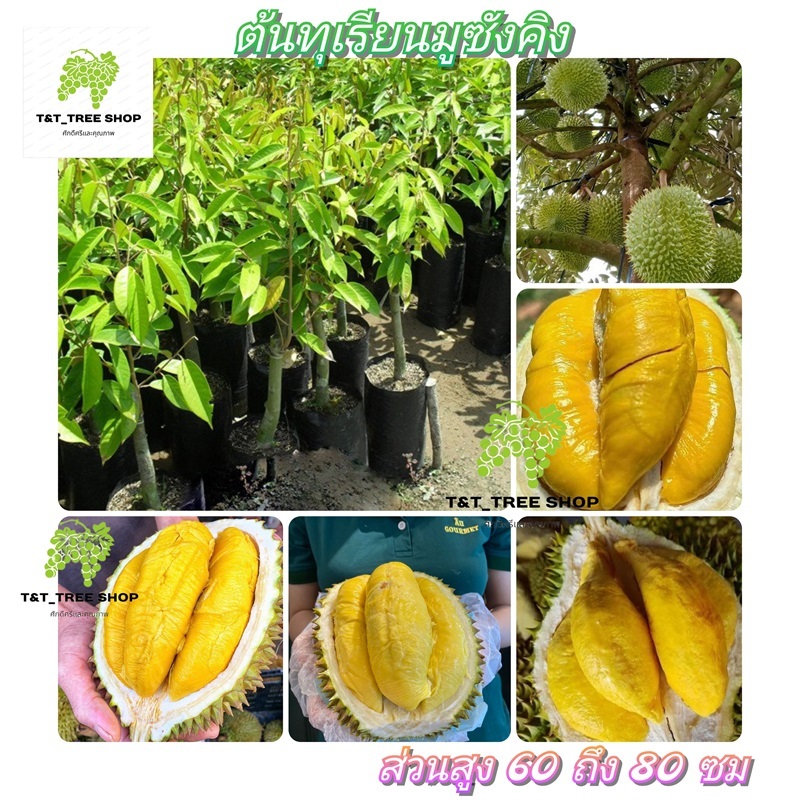 🌳ต้นทุเรียนมูซังคิง🌳ราชาแห่งทุเรียน ให้ผลผลิตสูง, ปลูกง่าย, ต้นเสียบยอดมีความสูง 60-80 ซม🌳