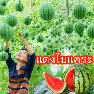 แตงโม🎈รวมทุกสายพันธุ์🎯ถูกที่สุด10 บ.🎯เมล็ดพันธุ์แตงโมทุกสายพันธุ์ 3-50 เมล็ด🌱ปลูกง่าย🌱ลูกดก🎈หวานฉ่ำ
