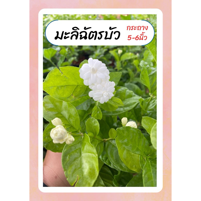 มะลิฉัตรบัว ฉัตรดอกบัว มะลิโบราณ หอมมาก ทนแดด ออกดอกทั้งปี กระถาง6นิ้ว