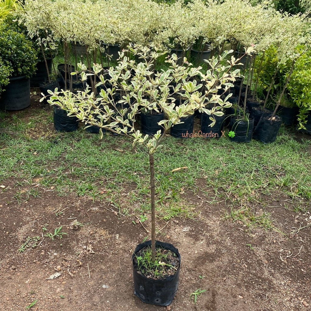 ต้นหูกระจง หูกระจงด่าง แผ่บารมีด่าง เสียบยอด Terminalia fatraea ไม้ประดับ สร้างร่มเงา(รับประกันสินค้า)